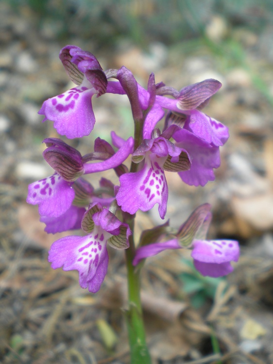 orchidee del perugino